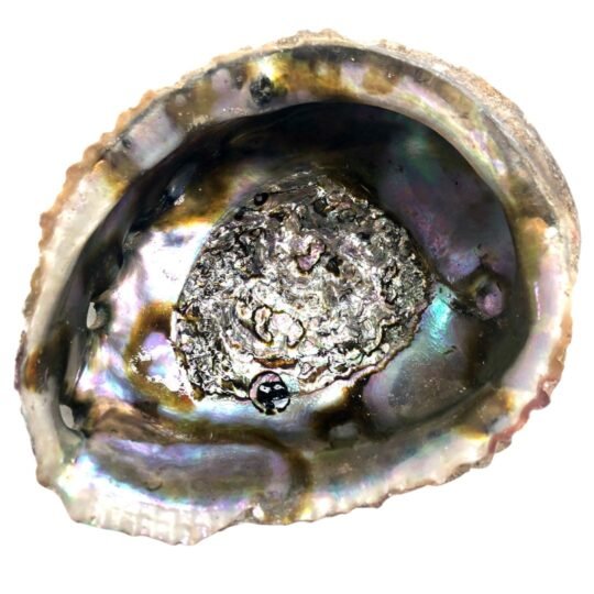 Kriauklė smilkalinė Abalone shell