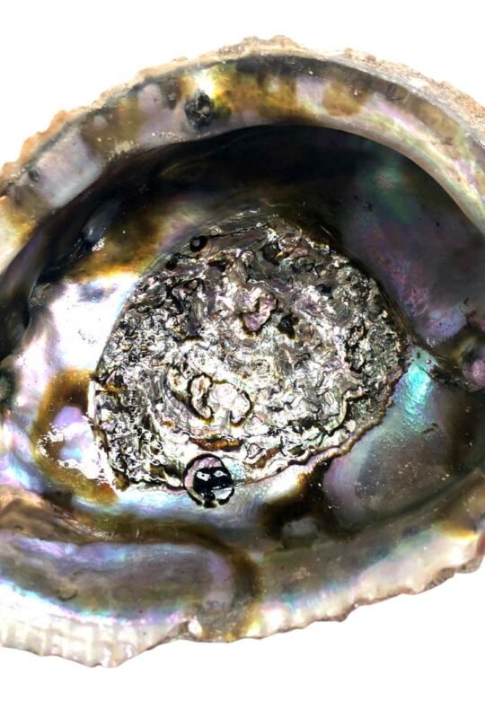 Kriauklė smilkalinė Abalone shell